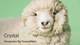  Presentation with green chemistry close up - Cool new PPT theme with flurried - closeup portrait of ram backdrop and a  colored foreground