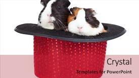  Presentation with pigs - Audience pleasing PPT theme consisting of flurried - two cute guinea pigs sitting backdrop and a red colored foreground