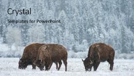  Presentation with bison - PPT theme with flurried - wild bison graze through snow background and a light blue colored foreground