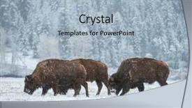  Presentation with bison - Colorful slide set enhanced with flurried - wild bison graze through snow backdrop and a light blue colored foreground