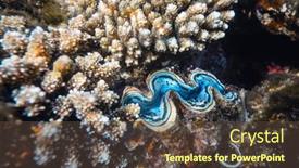  Presentation with clam - Slide deck consisting of fluted-giant-clam background and a tawny brown colored foreground