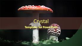  Presentation with dark forest - Presentation theme with fly-agaric-amanita-muscari-beautiful background and a tawny brown colored foreground
