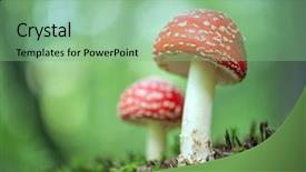  Presentation with fly - Beautiful presentation theme featuring sun rays breaking through trees in a pine forest autumn dawn backdrop and a tawny brown colored foreground.