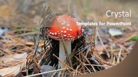  Presentation with pine forest - Cool new presentation with fly-agaric-mushroom-in-autumn backdrop and a coral colored foreground