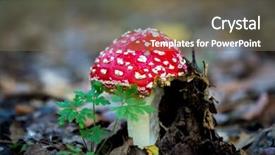 Presentation with fly - Amazing presentation theme having fly agaric mushroom in forest backdrop and a violet colored foreground