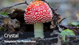 Presentation with fly - PPT theme consisting of fly agaric mushroom in forest background and a tawny brown colored foreground