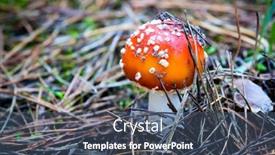  Presentation with fly - Presentation design consisting of fly-agaric-mushroom-in-forest background and a ocean colored foreground