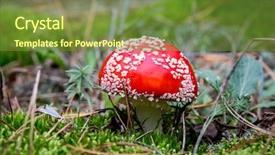  Presentation with pine forest - Amazing slide set having fly agaric mushroom on green moss in pine forest backdrop and a tawny brown colored foreground