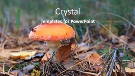  Presentation with fly - Presentation theme enhanced with fly-agaric-mushroom-on-meadow background and a dark gray colored foreground