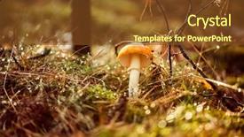  Presentation with poisonous plants - Audience pleasing theme consisting of poisonous plants - fly agaric mushroom backdrop and a tawny brown colored foreground