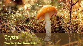  Presentation with poisonous plants - Amazing PPT theme having poisonous plants - fly agaric mushroom backdrop and a tawny brown colored foreground