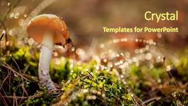  Presentation with mushroom - Audience pleasing slide set consisting of fly agaric mushroom backdrop and a tawny brown colored foreground