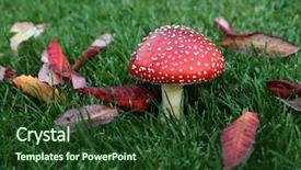  Presentation with fly - PPT layouts enhanced with fly agaric mushroom background and a  colored foreground