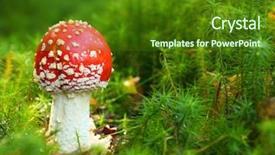  Presentation with fly agaric in forest - Cool new PPT layouts with fly agaric or fly amanita backdrop and a forest green colored foreground