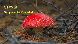  Presentation with fly - Colorful presentation theme enhanced with fly amanita mushroom in forest backdrop and a tawny brown colored foreground