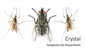  Presentation with fly - Slide set having fly and the anopheles mosquito background and a white colored foreground