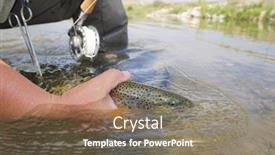  Presentation with montana - Colorful PPT theme enhanced with fly fisherman in river of montana catching brown trout backdrop and a violet colored foreground