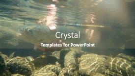  Presentation with trout - Beautiful slide set featuring fly-fisherman-in-summer-catching backdrop and a gray colored foreground