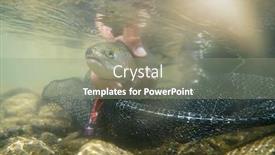  Presentation with fisherman - Colorful presentation theme enhanced with fly-fisherman-in-summer-catching backdrop and a gray colored foreground