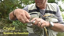  Presentation with trout - Colorful PPT theme enhanced with fly-fisherman taking hook out from trout backdrop and a tawny brown colored foreground