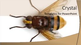  Presentation with hornet - PPT layouts having fly high - hornet mimic hoverfly volucella zonaria background and a coral colored foreground