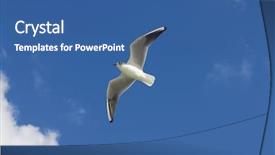  Presentation with seagull - Slides consisting of fly high - seagull the white bird flies background and a ocean colored foreground
