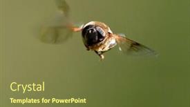  Presentation with flight - Amazing theme having fly-in-flight-dobrogea-romania backdrop and a tawny brown colored foreground