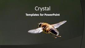  Presentation with flight - Slide deck enhanced with fly-in-flight-dobrogea-romania background and a tawny brown colored foreground