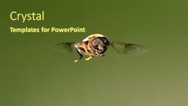  Presentation with flight - Amazing PPT theme having fly-in-flight-dobrogea-romania backdrop and a tawny brown colored foreground