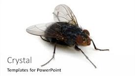  Presentation with insect - Amazing PPT layouts having fly-isolated-on-a-white backdrop and a white colored foreground