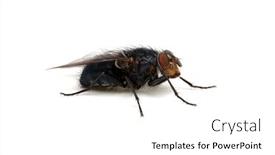  Presentation with insect - Colorful PPT layouts enhanced with fly-isolated-on-a-white backdrop and a white colored foreground