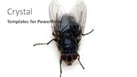 Presentation with fly - Cool new PPT theme with fly-isolated-on-a-white backdrop and a white colored foreground