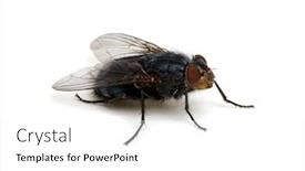  Presentation with insect - Slide deck enhanced with fly-isolated-on-a-white background and a white colored foreground