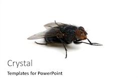  Presentation with insect - Slide set with fly-isolated-on-a-white background and a white colored foreground