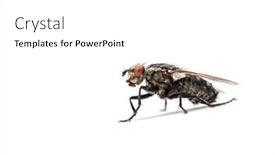  Presentation with insect - Slide deck consisting of fly-isolated-on-a-white background and a white colored foreground