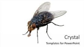  Presentation with fly - Cool new slides with fly isolated on a white backdrop and a white colored foreground
