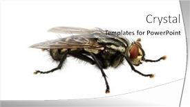  Presentation with fly - 