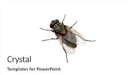  Presentation with fly - Amazing presentation theme having fly isolated on a white backdrop and a white colored foreground