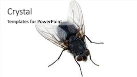  Presentation with fly - Colorful slide set enhanced with fly isolated on a white backdrop and a white colored foreground