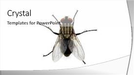  Presentation with fly - Presentation with fly isolated on a white background and a white colored foreground