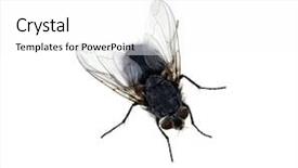  Presentation with fly - Presentation design enhanced with fly isolated on a white background and a white colored foreground