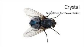  Presentation with fly - Presentation theme having fly isolated on a white background and a white colored foreground