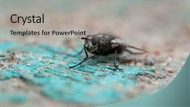  Presentation with insect - Presentation with fly live house fly insect background and a light gray colored foreground