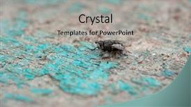  Presentation with house fly insect macro - Colorful presentation theme enhanced with fly live house fly insect backdrop and a light gray colored foreground