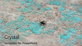  Presentation with house fly insect macro - Presentation theme having fly live house fly insect background and a light gray colored foreground