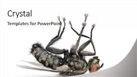  Presentation with tv show studio camera - Beautiful PPT layouts featuring fly lying on back diptera backdrop and a white colored foreground
