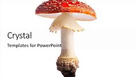 Presentation with fly - Colorful PPT theme enhanced with fungo - fly mushroom amanita muscaria isolated backdrop and a white colored foreground