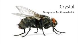  Presentation with fly - 