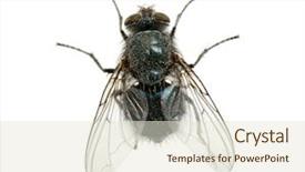  Presentation with fly - Presentation design featuring fly on a white background and a lemonade colored foreground