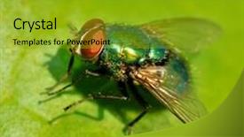  Presentation with fly - Presentation theme with fly on leaf outdoor background and a gold colored foreground